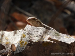 Aspidoscelis sonorae