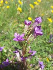 Gentianella campestris