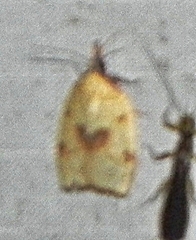 Sparganothis xanthoides