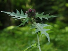 Cirsium alsophilum