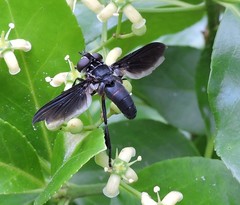 Trichopoda lanipes