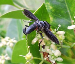 Trichopoda lanipes