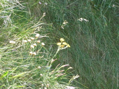 Tephroseris integrifolia maritima