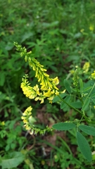 Melilotus officinalis