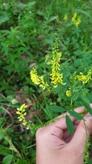 Melilotus officinalis