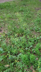 Melilotus officinalis