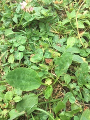 Plantago