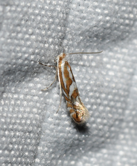 Phyllonorycter propinquinella