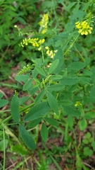 Melilotus officinalis