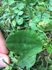 Plantago