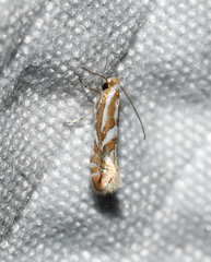 Phyllonorycter propinquinella