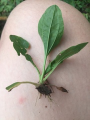 Plantago