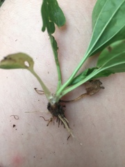 Plantago
