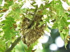 Spinus tristis