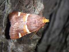 Pyralis kacheticalis