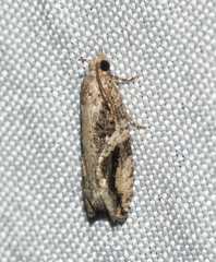 Proteoteras crescentana