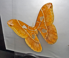 Rothschildia hesperus
