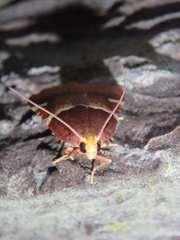 Pyralis kacheticalis