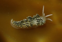 Diaphoreolis viridis