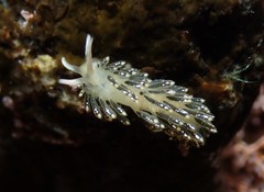 Diaphoreolis viridis