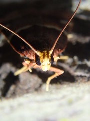 Pyralis kacheticalis