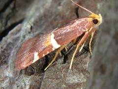 Pyralis kacheticalis