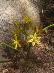 Triteleia ixioides