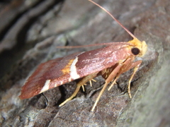 Pyralis kacheticalis