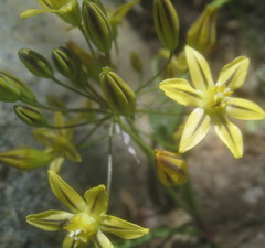 Triteleia ixioides