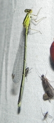 Enallagma vesperum