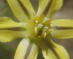 Triteleia ixioides