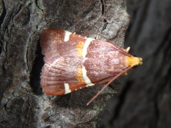 Pyralis kacheticalis