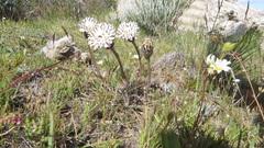 Hypochaeris incana