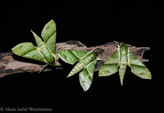 Xylophanes tyndarus