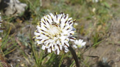 Hypochaeris incana