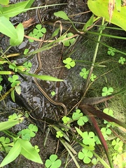 Thamnophis proximus orarius