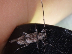 Acanthocinus griseus