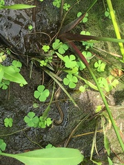 Thamnophis proximus orarius