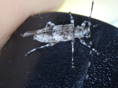 Acanthocinus griseus