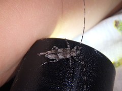 Acanthocinus griseus