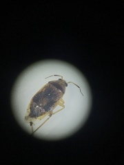 Agnocoris