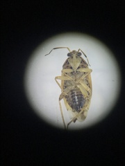 Agnocoris