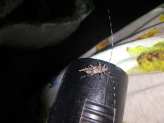 Acanthocinus griseus