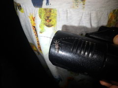 Acanthocinus griseus