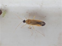 Phylus melanocephalus