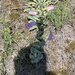 photo of Large-flowered Beardtongue (Penstemon grandiflorus)