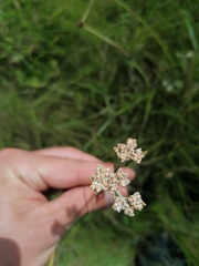Helichrysum pannosum