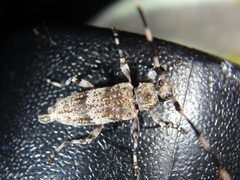 Acanthocinus griseus