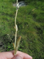 Helichrysum pannosum