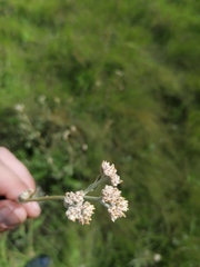 Helichrysum pannosum